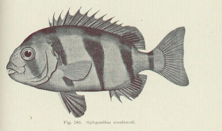 Oplegnathus woodwardi (Oplegnathus woodwardi) |commons:File:FMIB 45685 Oplegnathus woodwardi.jpeg