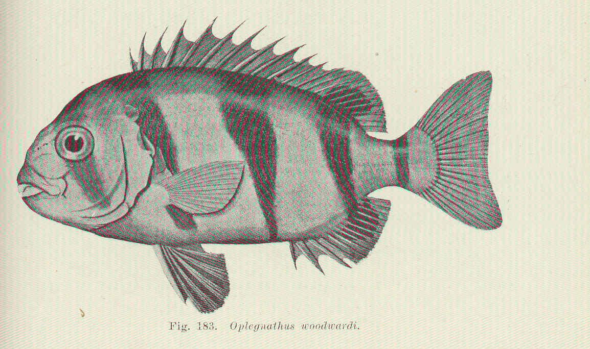 Oplegnathus woodwardi (Oplegnathus woodwardi) |commons:File:FMIB 45685 Oplegnathus woodwardi.jpeg