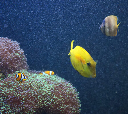 Orange Shoulder Tang (Acanthurus olivaceus) |commons:File:Acanthurus olivaceus.jpg