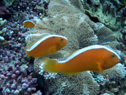 Orange Skunk Clownfish (Amphiprion sandaracinos) |commons:File:Amphiprion sandaracinos, Cebú.jpg