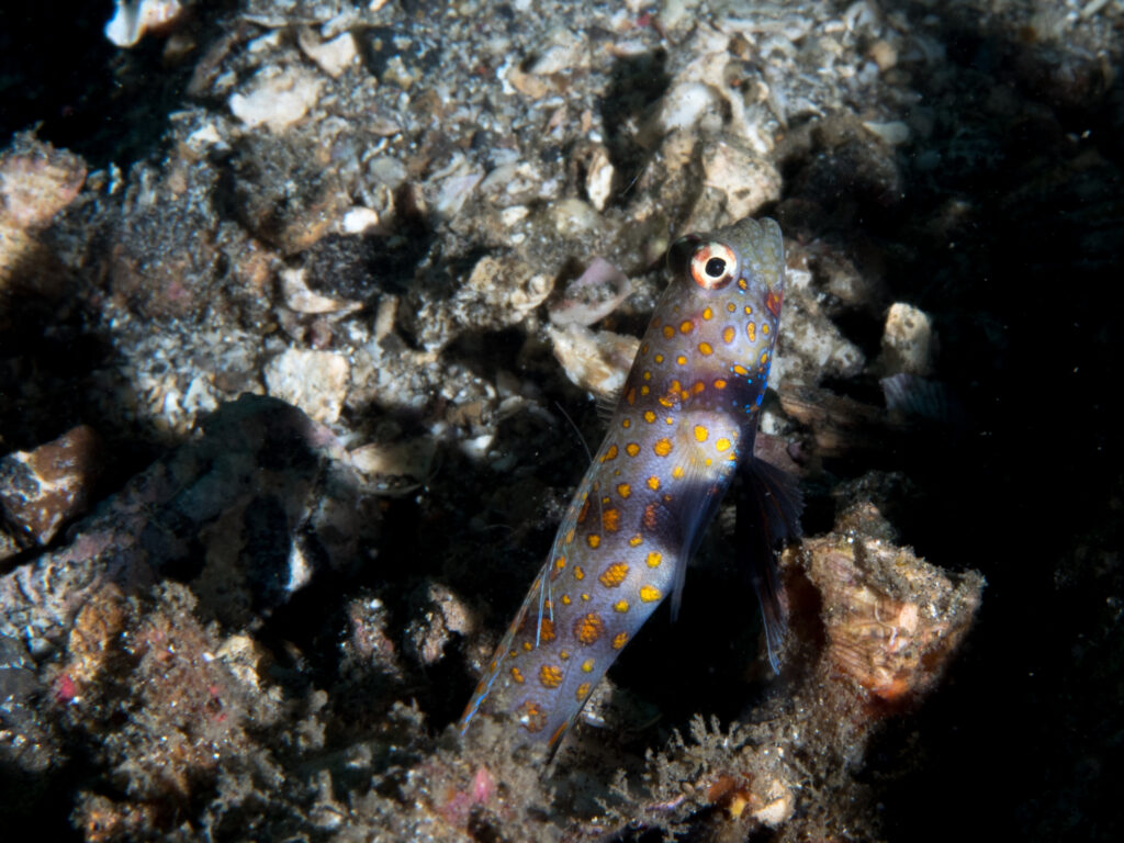 Orange Spot Goby Amblyeleotris guttata
