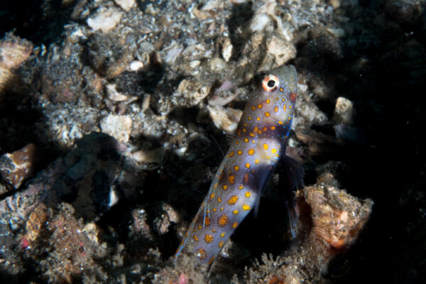 Orange Spot Goby Amblyeleotris guttata