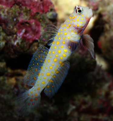 Orange Spotted Goby (Amblyeleotris guttata) |commons:File:Amblyeleotris guttata-Orange Spotted Goby.jpg