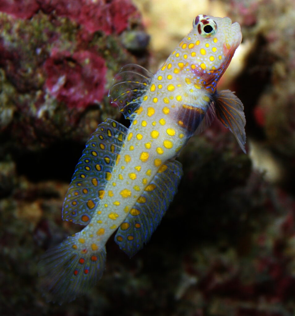Orange Spotted Goby (Amblyeleotris guttata) |commons:File:Amblyeleotris guttata-Orange Spotted Goby.jpg