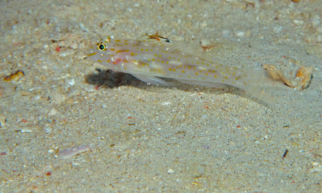 Orange-spotted Sand-goby (Fusigobius longispinus) |commons:File:Orange-spotted Sand-goby (Fusigobius longispinus) (8478910804).jpg