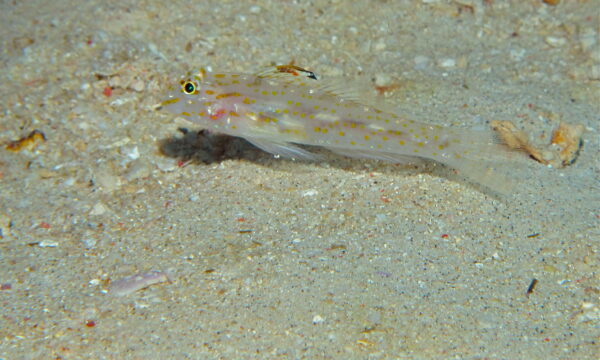 Orange-spotted Sand-goby (Fusigobius longispinus) |commons:File:Orange-spotted Sand-goby (Fusigobius longispinus) (8478910804).jpg