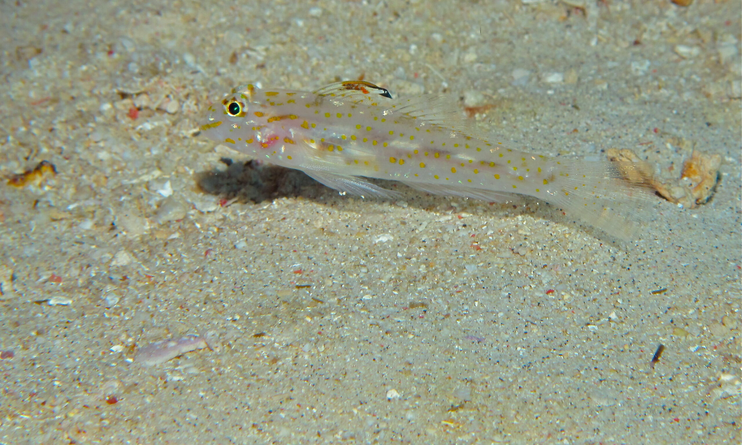 Orange-spotted Sand-goby (Fusigobius longispinus) |commons:File:Orange-spotted Sand-goby (Fusigobius longispinus) (8478910804).jpg