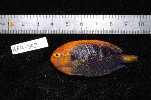 orangeback angelfish (Centropyge acanthops) |commons:File:Centropyge acanthops.jpg