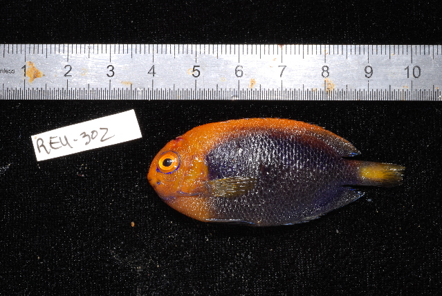orangeback angelfish (Centropyge acanthops) |commons:File:Centropyge acanthops.jpg
