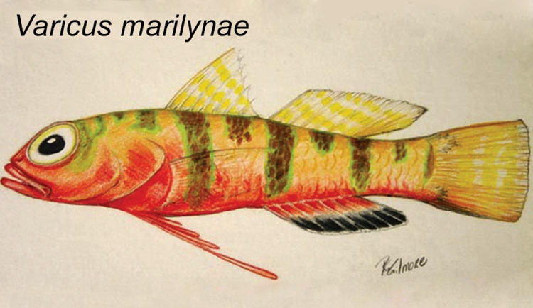 Orangebelly Goby (Varicus marilynae) |commons:File:Varicus marilynae.jpg