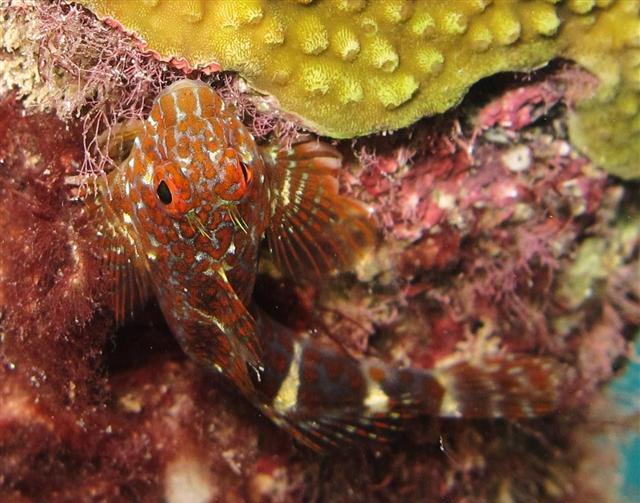 Orangespotted Blenny (Hypleurochilus springeri) |commons:File:Hypleurochilusspringeri8.jpg