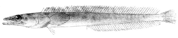 Orangethroat Pikeblenny (Chaenopsis alepidota) |commons:File:Chaenopsis alepidota.jpeg