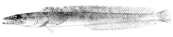 Orangethroat Pikeblenny (Chaenopsis alepidota) |commons:File:Chaenopsis alepidota.jpeg