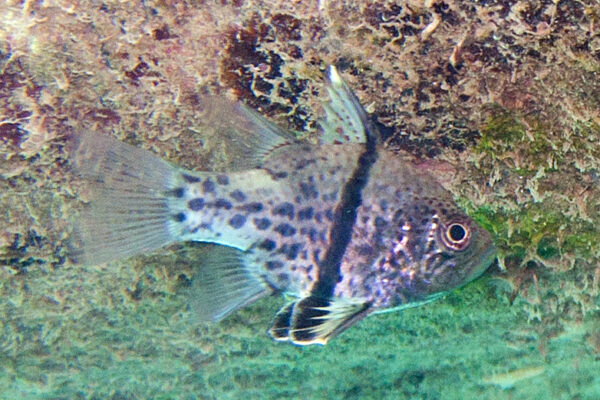 Orbiculate Cardinalfish (Sphaeramia orbicularis) |commons:File:Orbicular cardinalfish Sphaeramia orbicularis.jpg