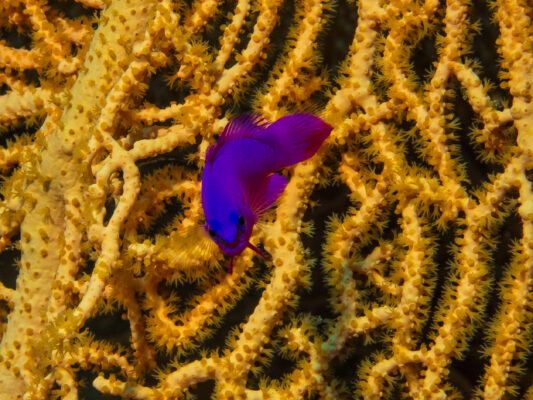 Orchid Dottyback (Pseudochromis fridmani) |commons:File:König Salomon Zwergbarsch (Pseudochromis fridmani).jpg