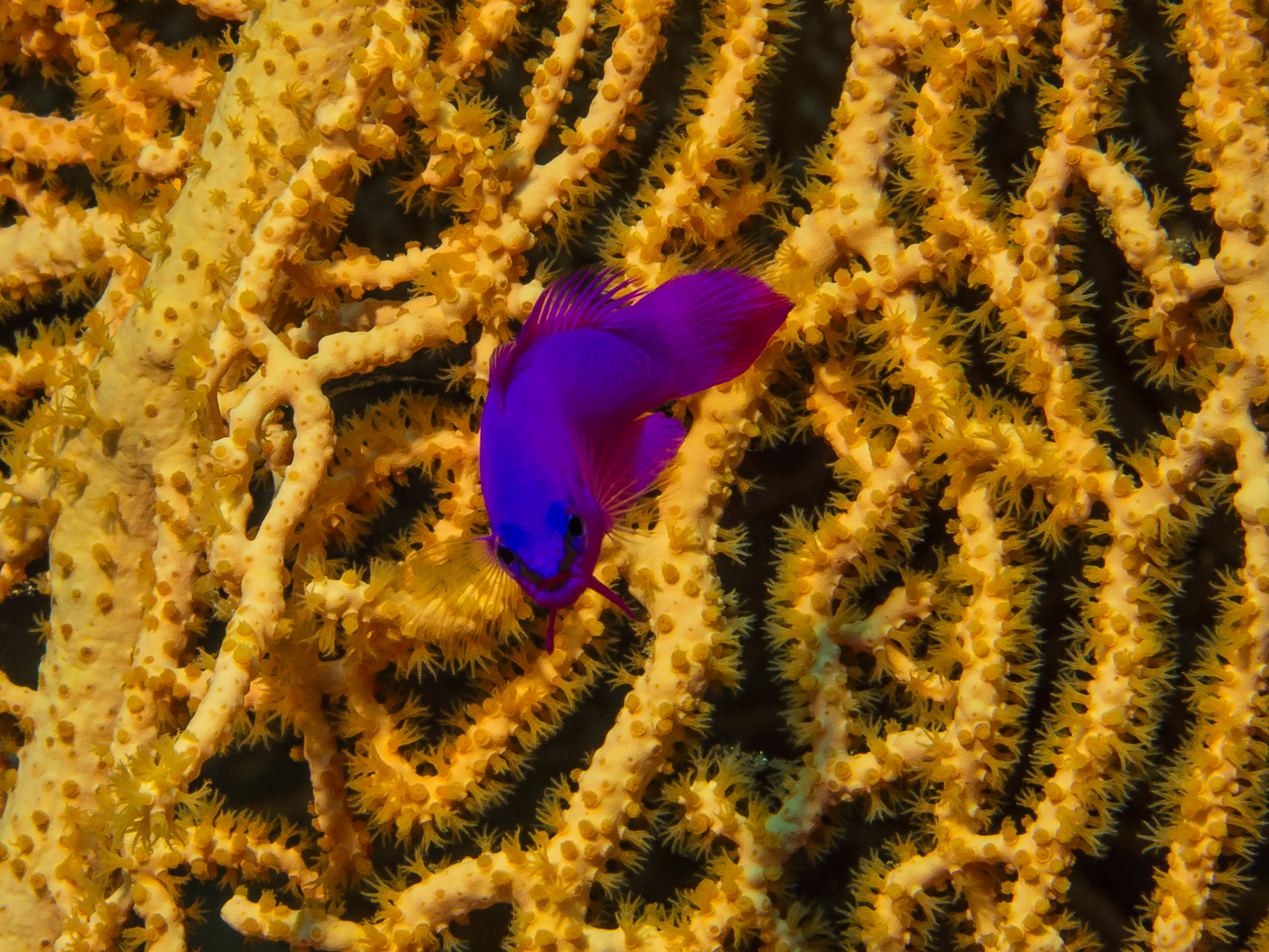 Orchid Dottyback (Pseudochromis fridmani) |commons:File:König Salomon Zwergbarsch (Pseudochromis fridmani).jpg