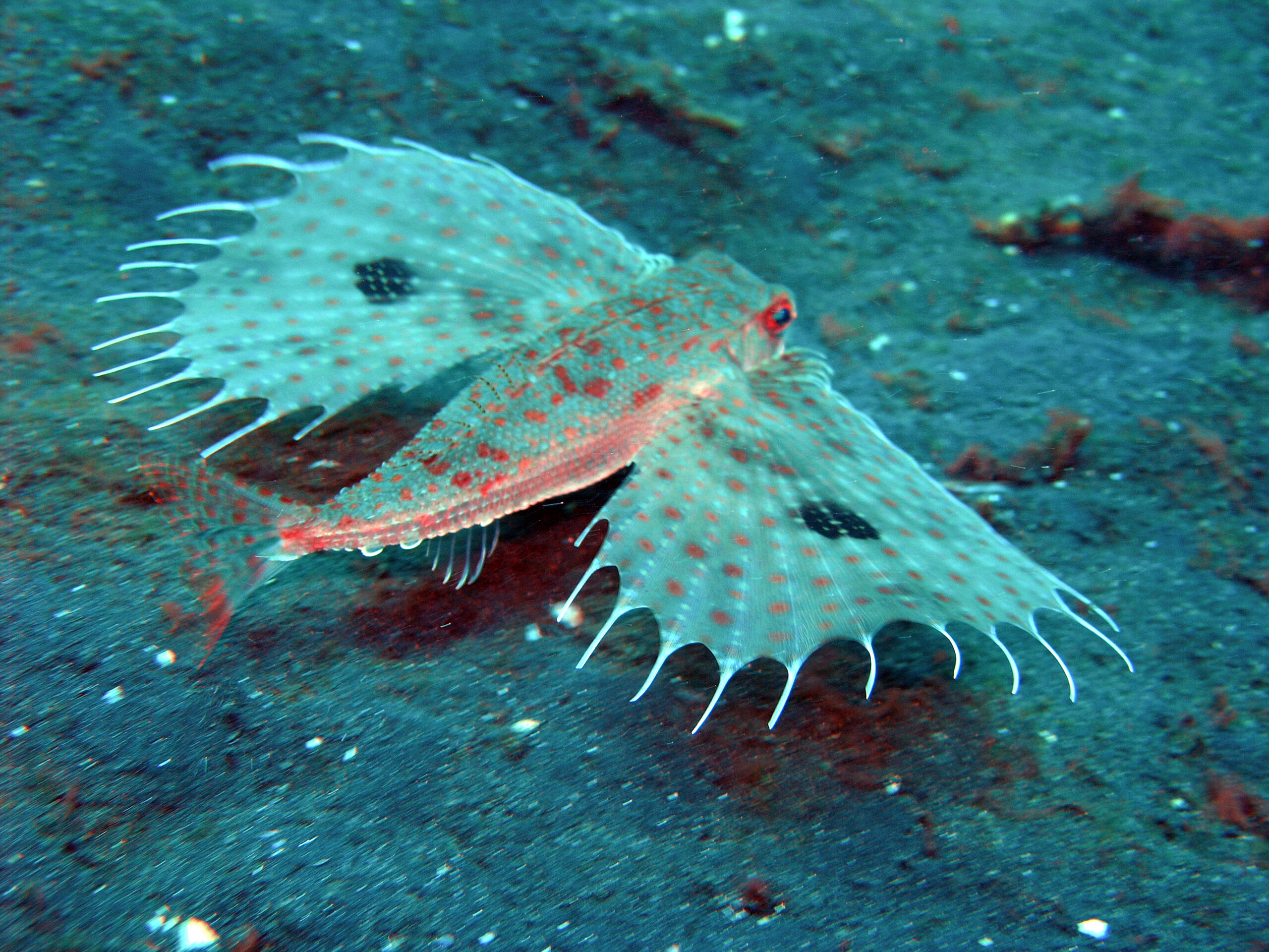 Oriental Flying Gurnard (Dactyloptena orientalis) |commons:File:Dactyloptena orientalis.JPG