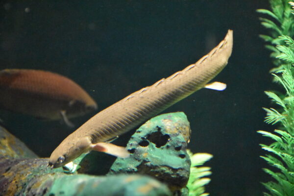 Ornate Bichir (Polypterus ornatipinnis) |commons:File:Ornate Bichir (Polypterus ornatipinnis), Bronx Zoo.jpg