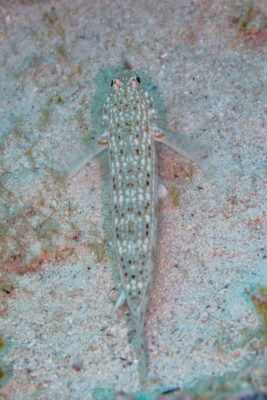 Ornate Goby (Istigobius ornatus) |commons:File:Gobio (Istigobius ornatus), Mauricio, 2025-09-23, DD 46.jpg