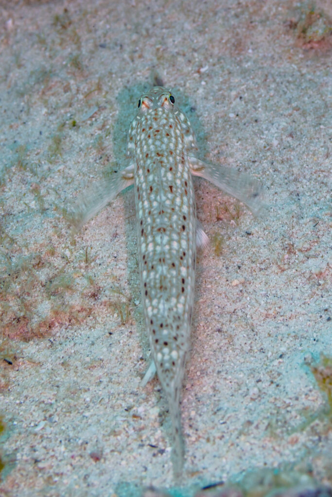Ornate Goby (Istigobius ornatus) |commons:File:Gobio (Istigobius ornatus), Mauricio, 2025-09-23, DD 46.jpg