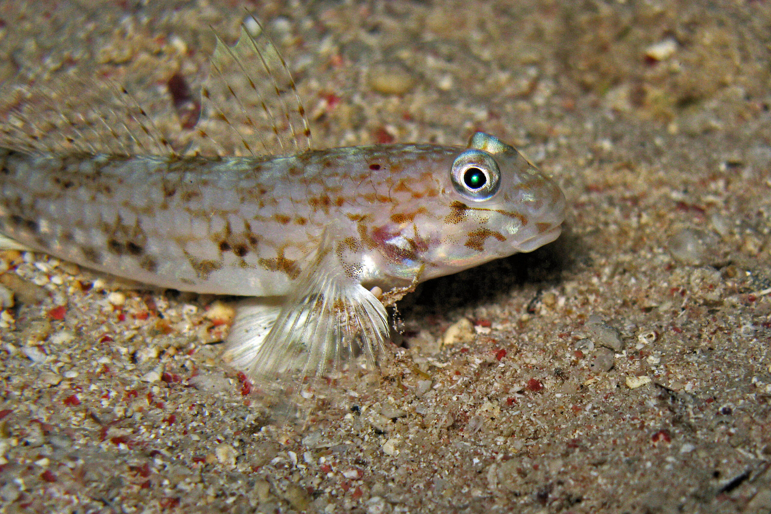 Ornate Prawn-goby (Vanderhorstia ornatissima) |commons:File:Blue -bar Partner Goby - Vanderhorstia ornatissima.jpg