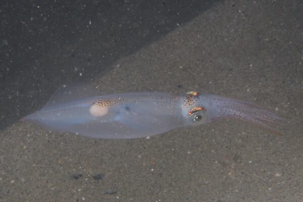 Orta Kalamar Alloteuthis media