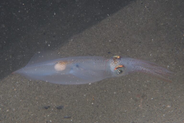 Orta Kalamar Alloteuthis media