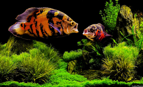 Oscar (Astronotus ocellatus) |commons:File:Astronotus--Ocellatus.jpg