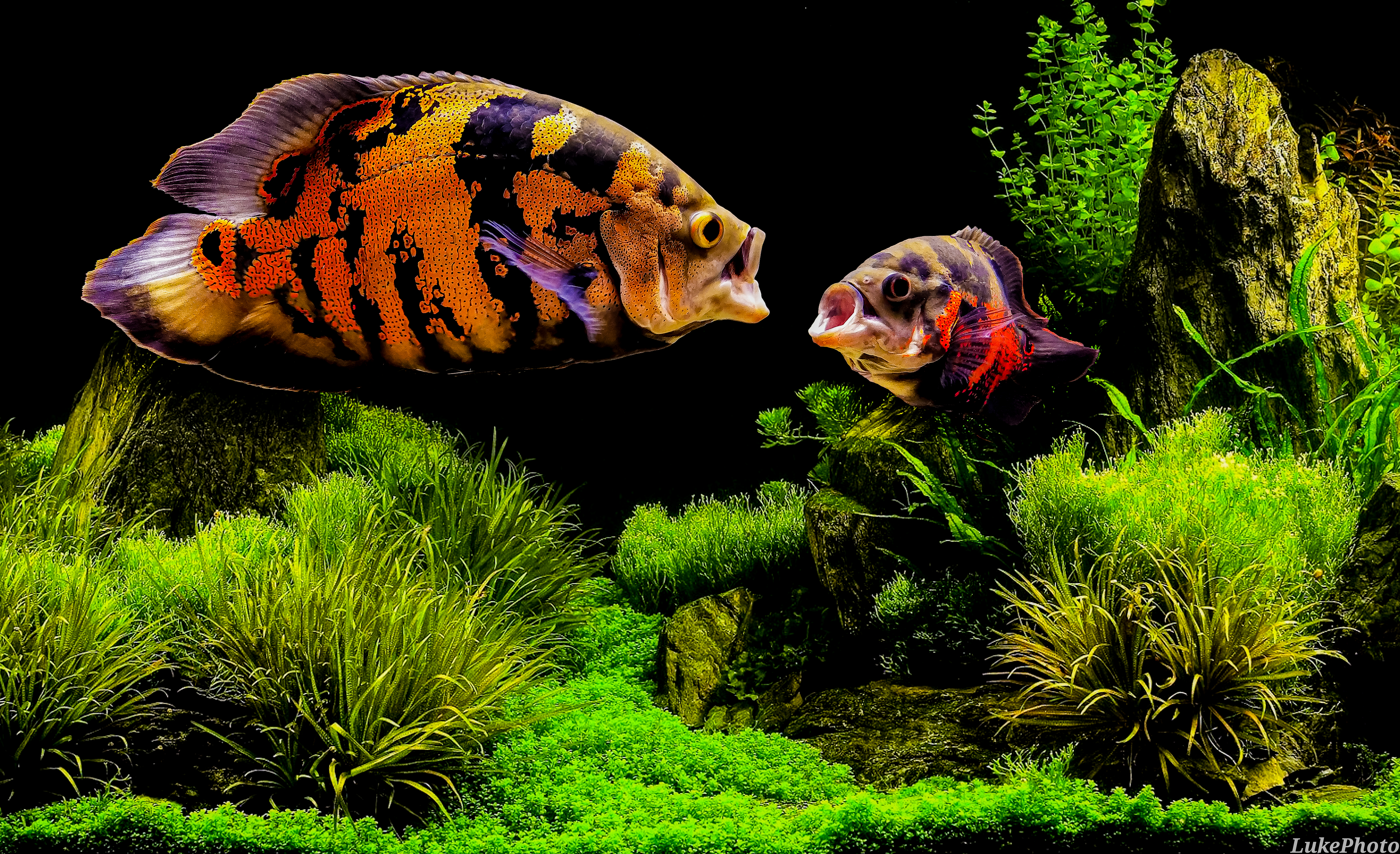 Oscar (Astronotus ocellatus) |commons:File:Astronotus--Ocellatus.jpg