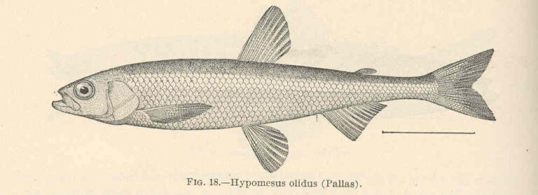 Osmeridae Pond Smelt (Hypomesus olidus) |commons:File:FMIB 39359 Hypomesus olidus (Pallas).jpeg