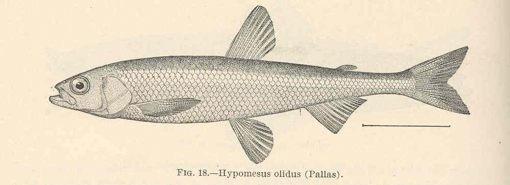 Osmeridae Pond Smelt (Hypomesus olidus) |commons:File:FMIB 39359 Hypomesus olidus (Pallas).jpeg