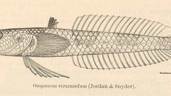 Osopsaron verecundum (Osopsaron verecundum) |commons:File:FMIB 41139 Osopsaron verecundum (Jordan & Snyder).jpeg