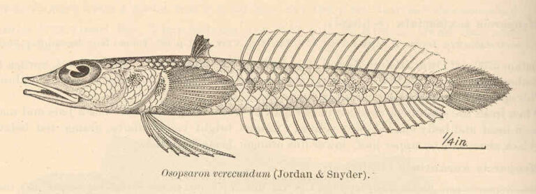 Osopsaron verecundum (Osopsaron verecundum) |commons:File:FMIB 41139 Osopsaron verecundum (Jordan & Snyder).jpeg