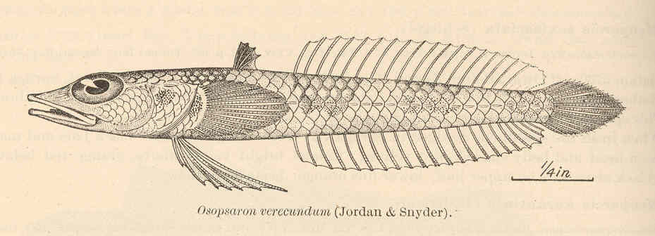 Osopsaron verecundum (Osopsaron verecundum) |commons:File:FMIB 41139 Osopsaron verecundum (Jordan & Snyder).jpeg