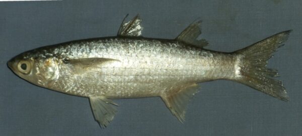 Osteomugil cunnesius (Osteomugil cunnesius) |commons:File:Osteomugil cunnesius.jpg