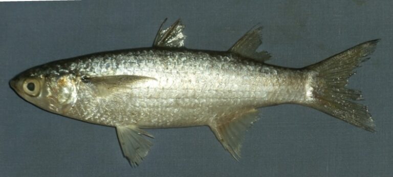 Osteomugil cunnesius (Osteomugil cunnesius) |commons:File:Osteomugil cunnesius.jpg