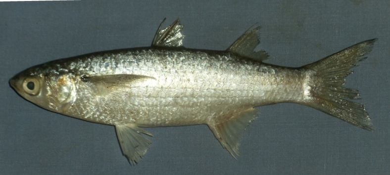 Osteomugil cunnesius (Osteomugil cunnesius) |commons:File:Osteomugil cunnesius.jpg