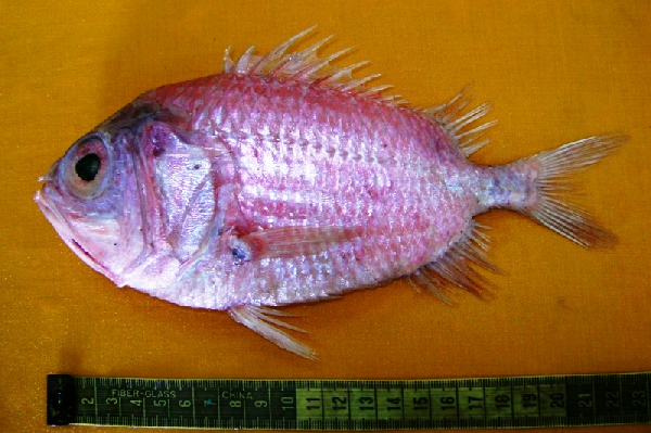 Ostichthys acanthorhinus (Ostichthys acanthorhinus) |commons:File:Ostichthys acanthorhinus.png
