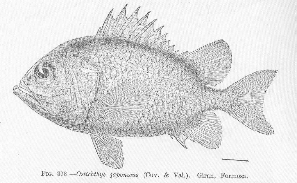 Ostichthys japonicus (Ostichthys japonicus) |commons:File:FMIB 51911 Ostichthys japonicus (Cuv & Va) Giran, Formosa.jpeg