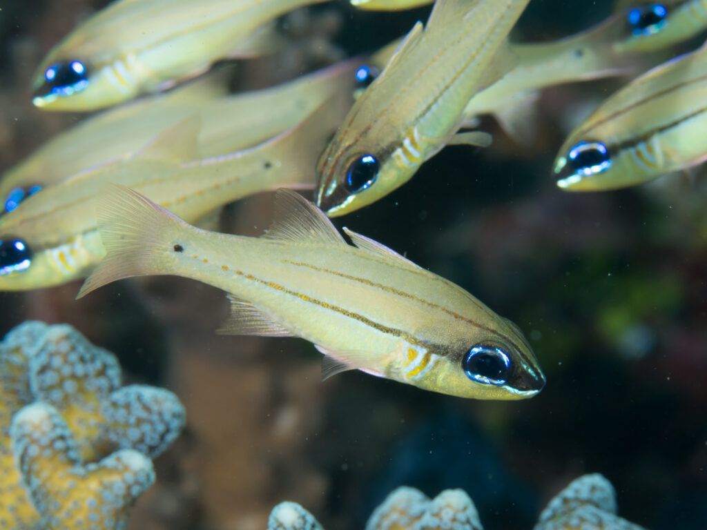 Ostorhinchus chrysopomus (Ostorhinchus chrysopomus) |commons:File:Spotgill cardinalfish (Ostorhinchus chrysopomus) (33679592158).jpg