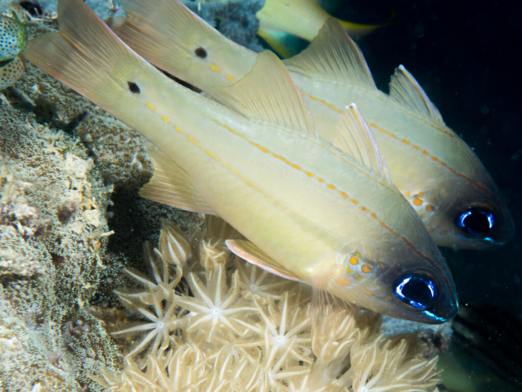 Ostorhinchus chrysotaenia (Ostorhinchus chrysotaenia) |commons:File:Spotgill cardinalfish (Ostorhinchus chrysopomus) (35958763930).jpg