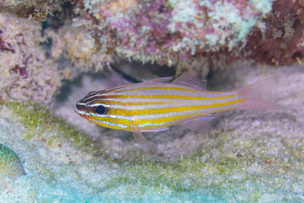 Ostorhinchus cyanosoma (Ostorhinchus cyanosoma) |commons:File:Apogónido (Ostorhinchus cyanosoma), Mauricio, 2025-09-23, DD 42.jpg