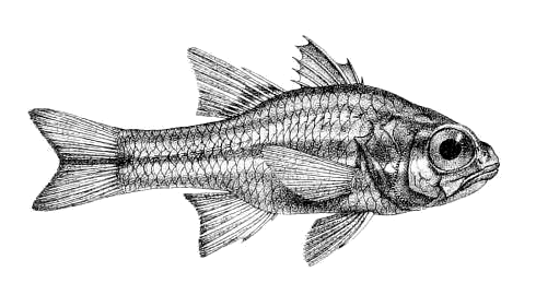 Ostorhinchus endekataenia (Ostorhinchus endekataenia) |commons:File:Ostorhinchus endekataenia (Day).png
