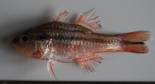 Ostorhinchus fasciatus (Ostorhinchus fasciatus) |commons:File:Ostorhinchus fasciatus.jpg