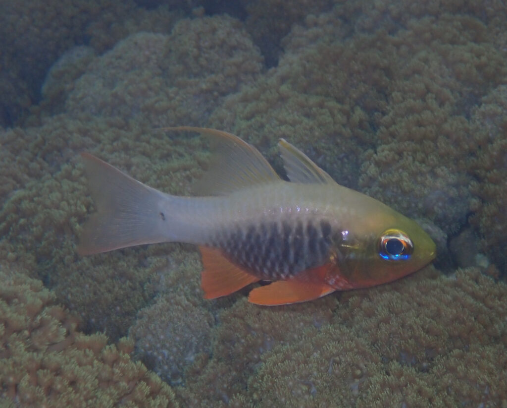 Ostorhinchus griffini (Ostorhinchus griffini) |commons:File:Ostorhinchus griffini 276206405.jpg