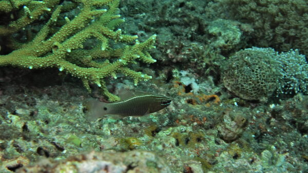 Ostorhinchus hartzfeldii (Ostorhinchus hartzfeldii) |commons:File:Hartzfeld's Cardinalfish (Ostorhinchus hartzfeldii) (8457466358).jpg