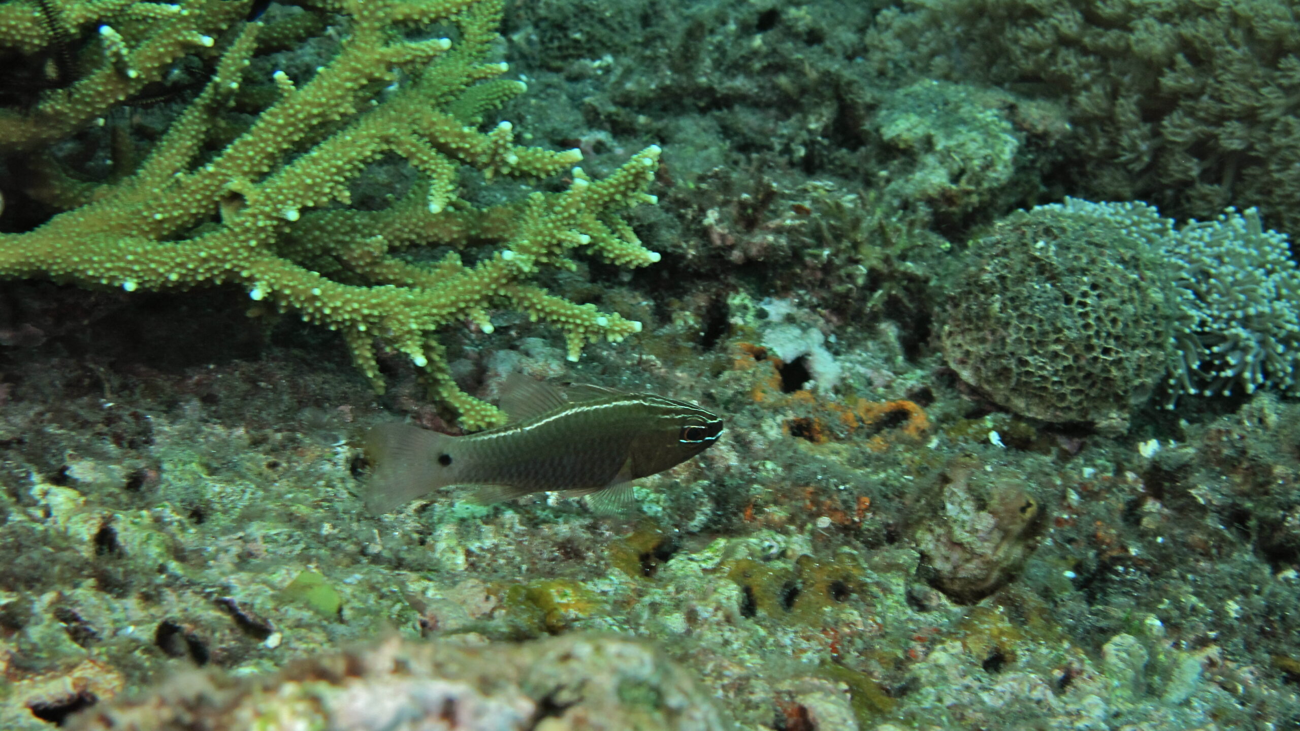 Ostorhinchus hartzfeldii (Ostorhinchus hartzfeldii) |commons:File:Hartzfeld's Cardinalfish (Ostorhinchus hartzfeldii) (8457466358).jpg