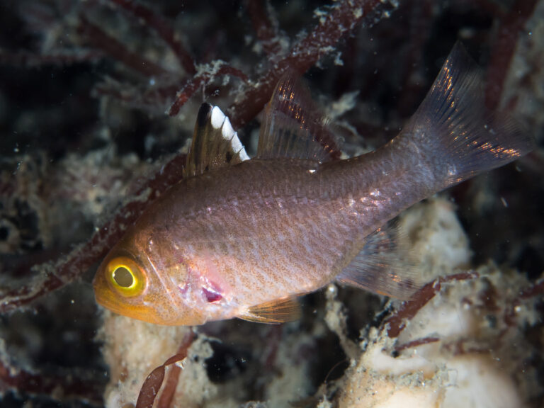 Ostorhinchus hoevenii (Ostorhinchus hoevenii) |commons:File:Frostfin cardinalfish (Ostorhinchus hoevenii) (39849184885).jpg
