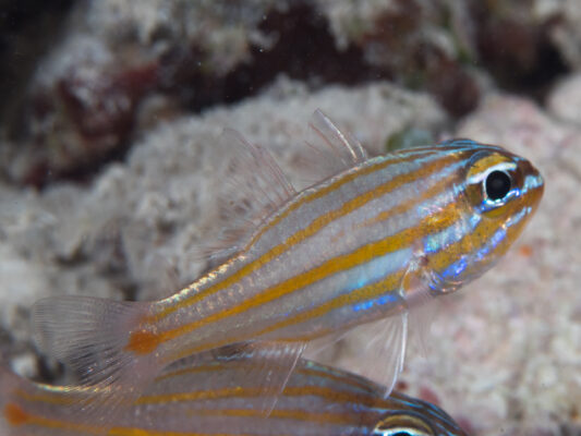 Ostorhinchus rubrimacula (Ostorhinchus rubrimacula) |commons:File:Orangespot cardinalfish (Ostorhinchus rubrimacula) (47503464432).jpg
