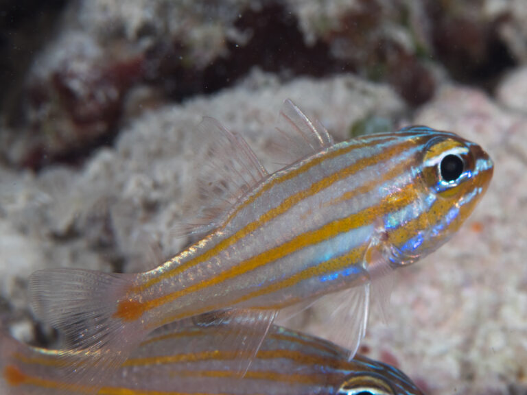 Ostorhinchus rubrimacula (Ostorhinchus rubrimacula) |commons:File:Orangespot cardinalfish (Ostorhinchus rubrimacula) (47503464432).jpg